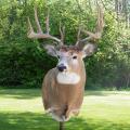 Whitetail Deer Whitetail Deer